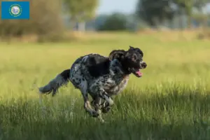 Read more about the article Large Münsterländer breeder and puppies in South Dakota