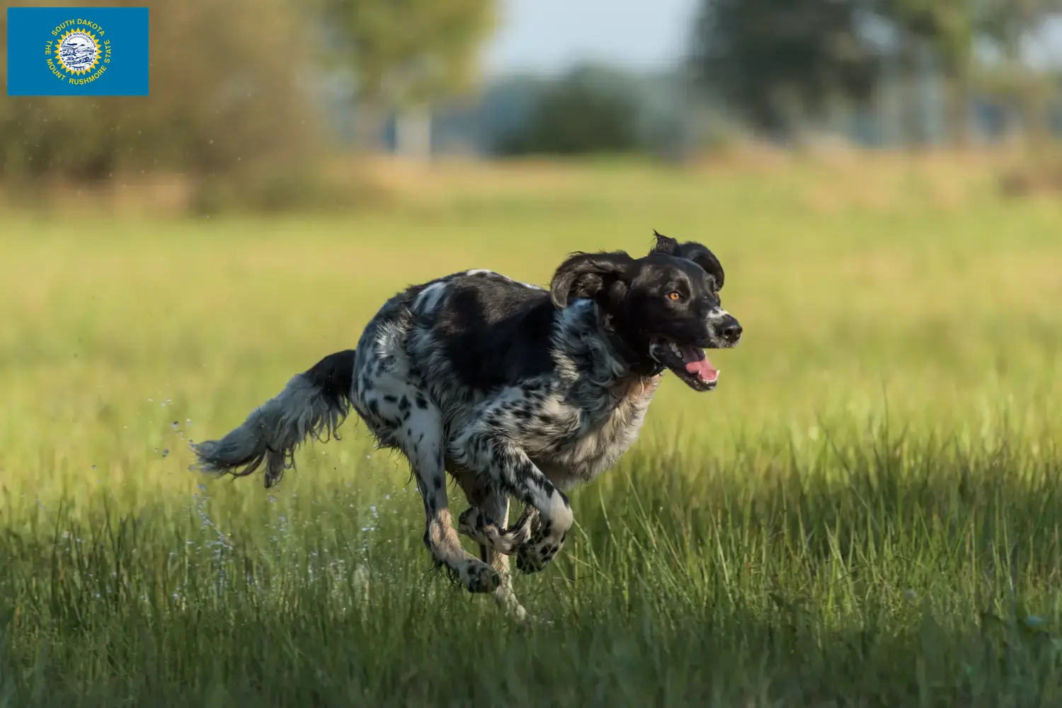 Large Münsterländer puppies and breeder South Dakota Here you can find Great Munsterland breeders in South Dakota.