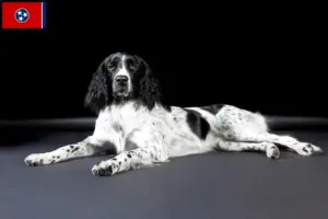 Read more about the article Large Münsterländer breeder and puppies in Tennessee