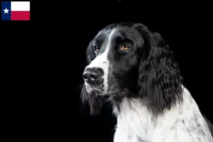 Read more about the article Large Münsterländer breeder and puppies in Texas