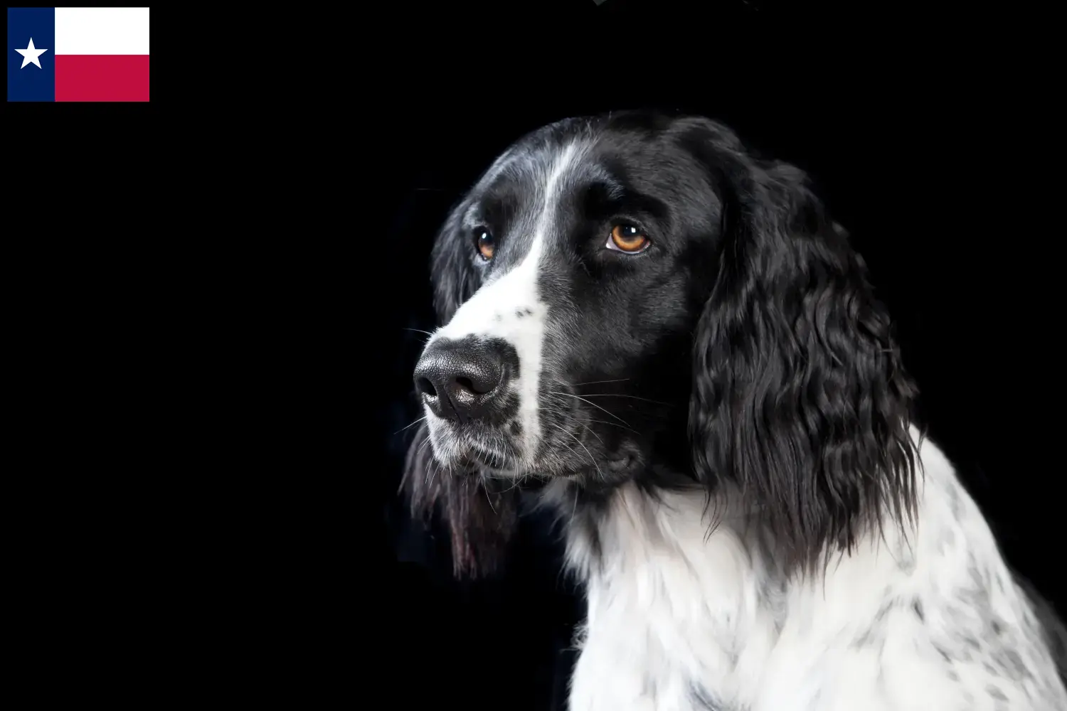 Large Münsterländer puppies and breeders Texas Here you can find Great Münsterland breeders in Texas.