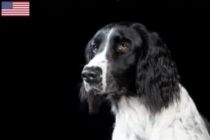 Read more about the article Large Münsterländer breeder and puppies in the USA