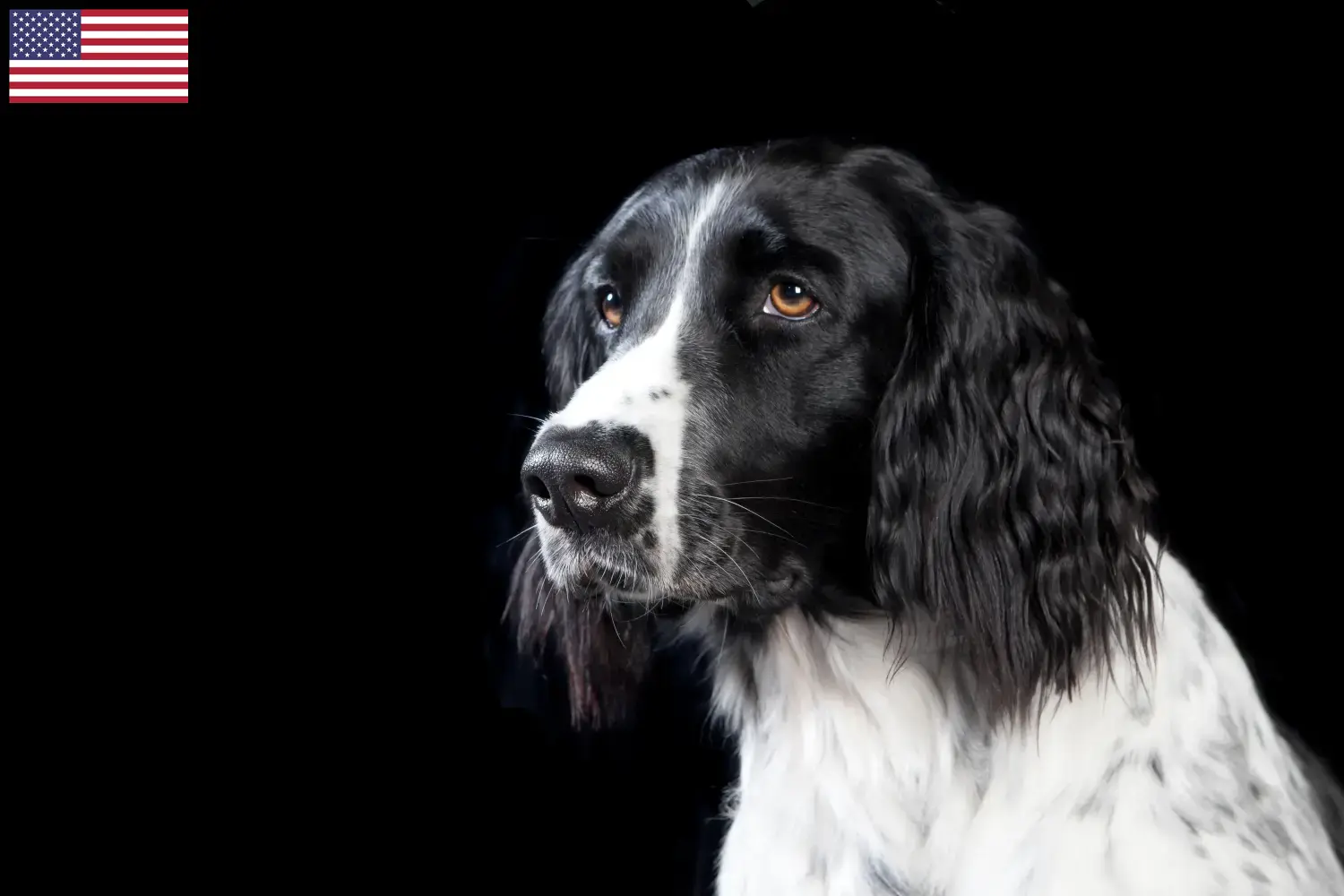 Large Münsterländer puppies and breeders USA Here you can find Great Münsterland breeders in the USA.