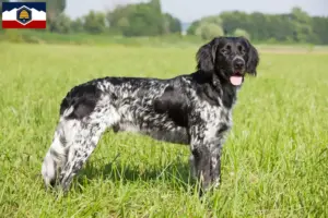 Read more about the article Large Münsterländer breeder and puppies in Utah