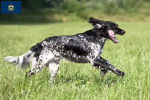 Read more about the article Large Münsterländer breeder and puppies in Vermont