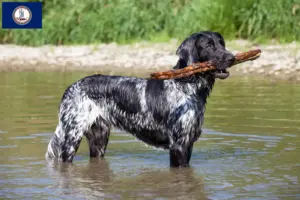 Read more about the article Large Münsterländer breeder and puppies in Virginia