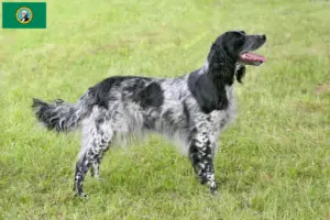Read more about the article Large Münsterländer breeder and puppies in Washington