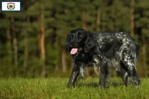 Read more about the article Large Münsterländer breeder and puppies in West Virginia