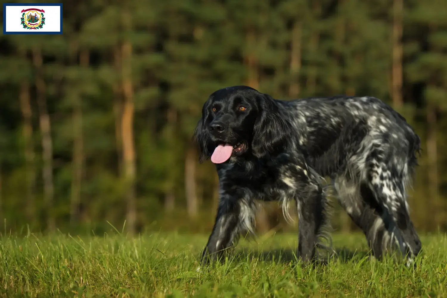 Large Münsterländer puppies and breeder West Virginia Find Great Munsterland breeders in West Virginia.