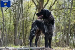 Read more about the article Large Münsterländer breeder and puppies in Wisconsin