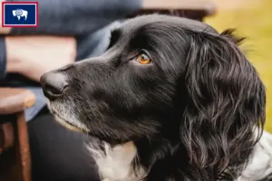 Read more about the article Large Münsterländer breeder and puppies in Wyoming