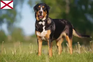 Read more about the article Large Swiss Mountain Dog Breeder and Puppies in Alabama