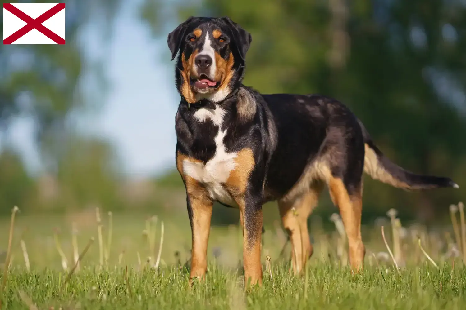 Great Swiss Mountain Dog puppies and breeder Alabama Find Great Swiss Mountain Dog breeders in Alabama.