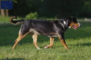 Read more about the article Great Swiss Mountain Dog Breeder and Puppies in Alaska