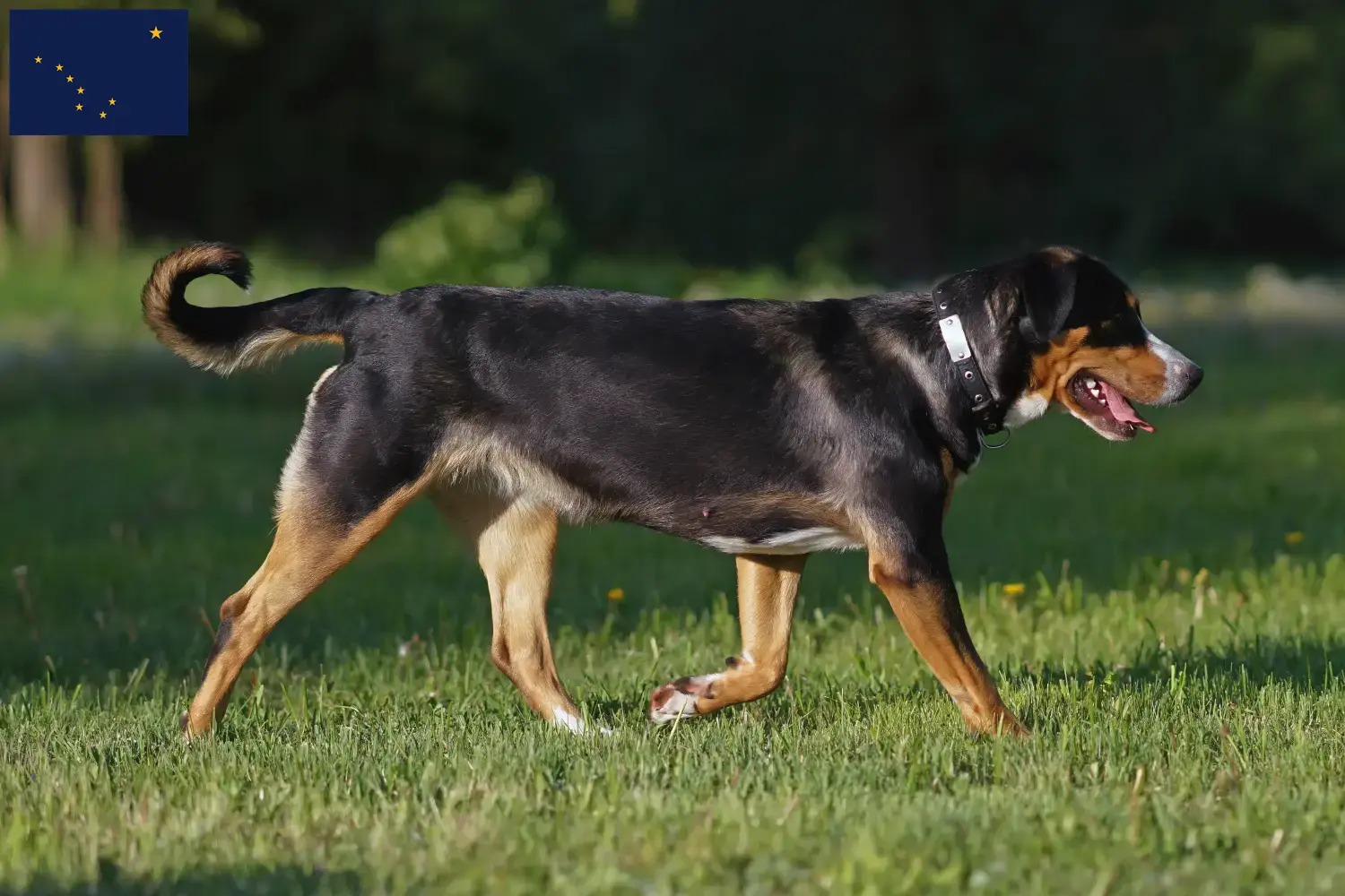Great Swiss Mountain Dog puppies and breeder Alaska Find Great Swiss Mountain Dog breeders in Alaska.