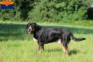 Read more about the article Large Swiss Mountain Dog Breeder and Puppies in Arizona