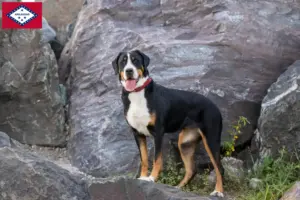 Read more about the article Large Swiss Mountain Dog Breeder and Puppies in Arkansas