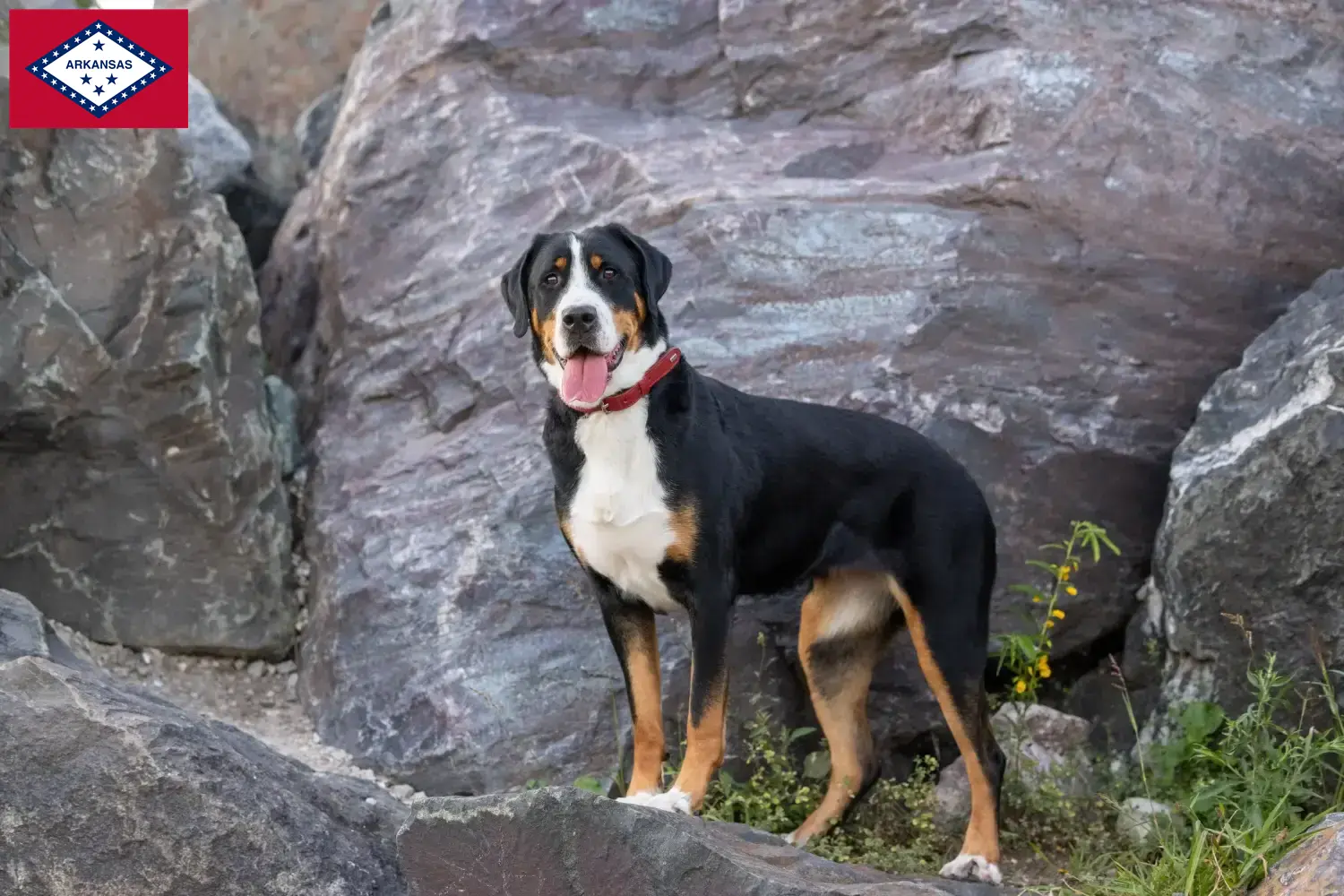 Read more about the article Large Swiss Mountain Dog Breeder and Puppies in Arkansas