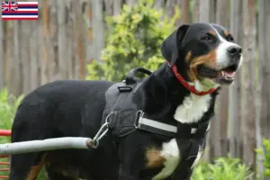 Read more about the article Great Swiss Mountain Dog Breeder and Puppies in Hawaii