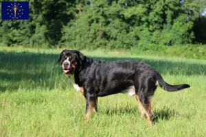 Read more about the article Great Swiss Mountain Dog Breeder and Puppies in Indiana
