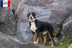 Read more about the article Large Swiss Mountain Dog Breeder and Puppies in Iowa