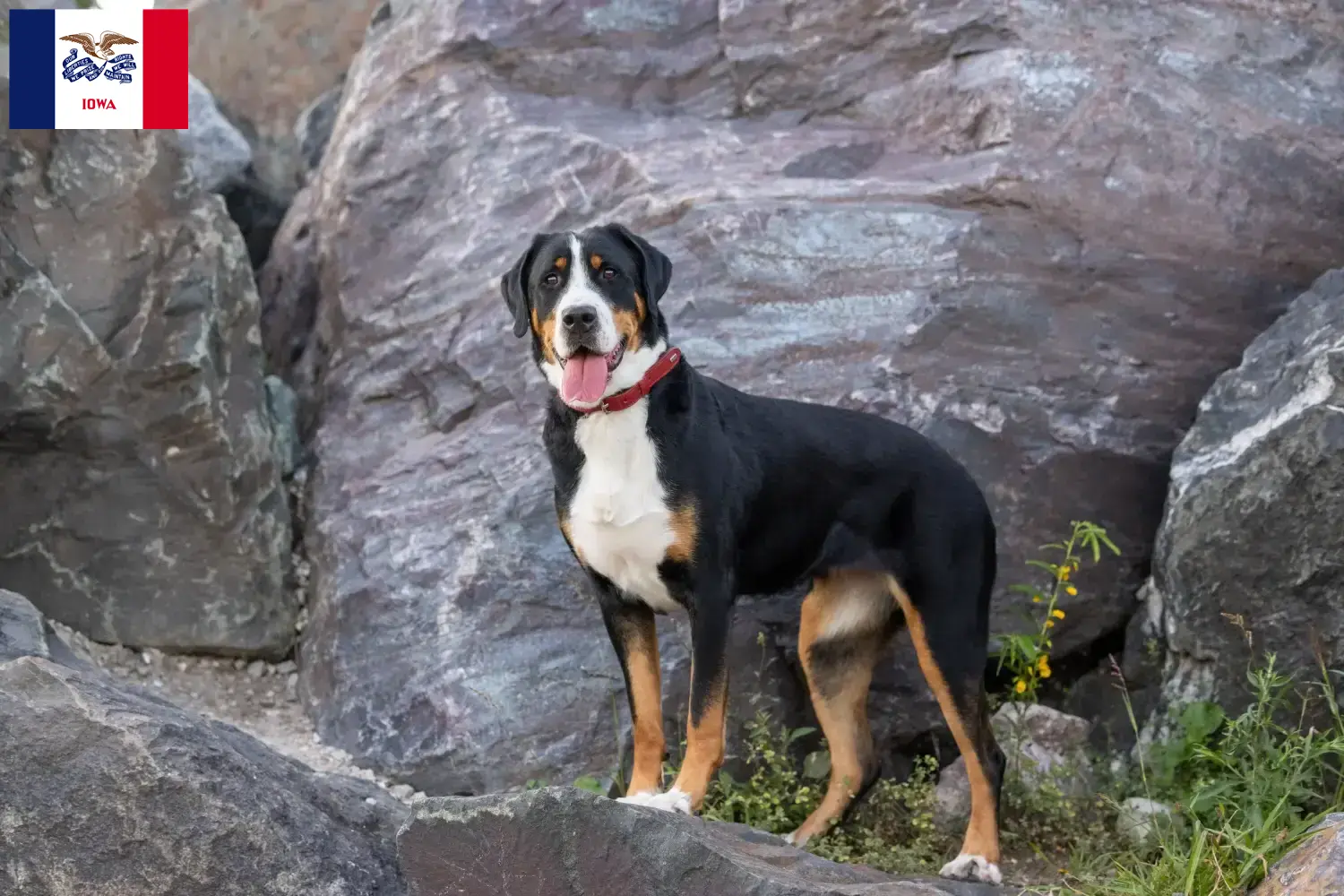 Great Swiss Mountain Dog Puppies and Breeder Iowa Find Great Swiss Mountain Dog breeders in Iowa.