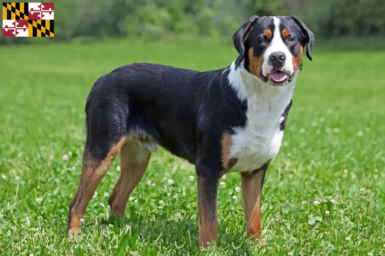 Greater Swiss Mountain Dog puppies and breeder Maryland Find Great Swiss Mountain Dog breeders in Maryland.