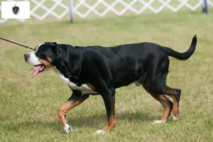 Read more about the article Large Swiss Mountain Dog Breeder and Puppies in Massachusetts