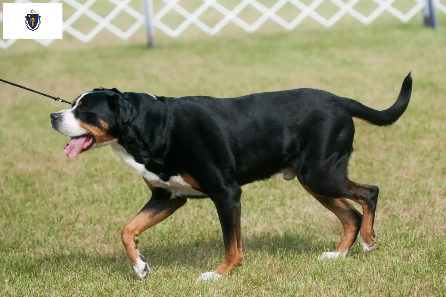 Great Swiss Mountain Dog Puppies and Breeder Massachusetts Find Great Swiss Mountain Dog breeders in Massachusetts.