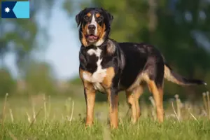 Read more about the article Large Swiss Mountain Dog Breeder and Puppies in Minnesota