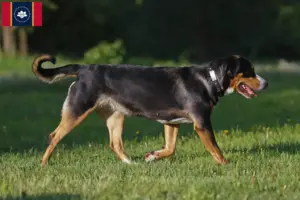 Read more about the article Great Swiss Mountain Dog Breeder and Puppies in Mississippi