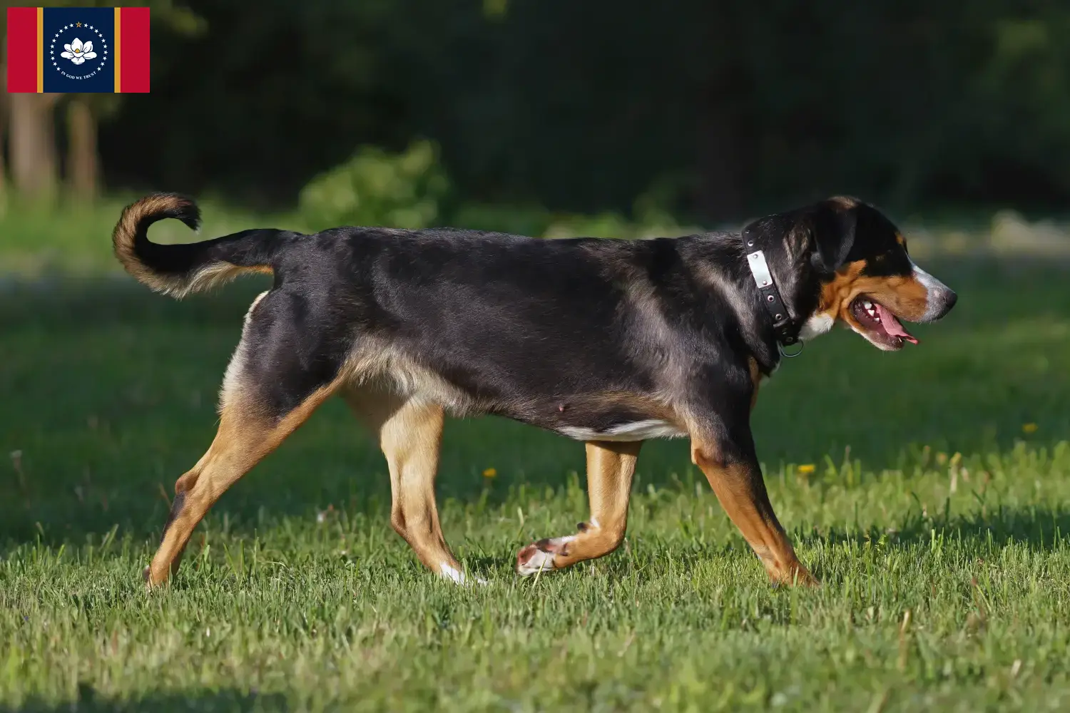 Great Swiss Mountain Dog puppies and breeder Mississippi Find Great Swiss Mountain Dog breeders in Mississippi.