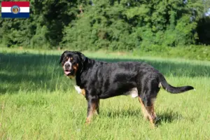Read more about the article Large Swiss Mountain Dog Breeder and Puppies in Missouri