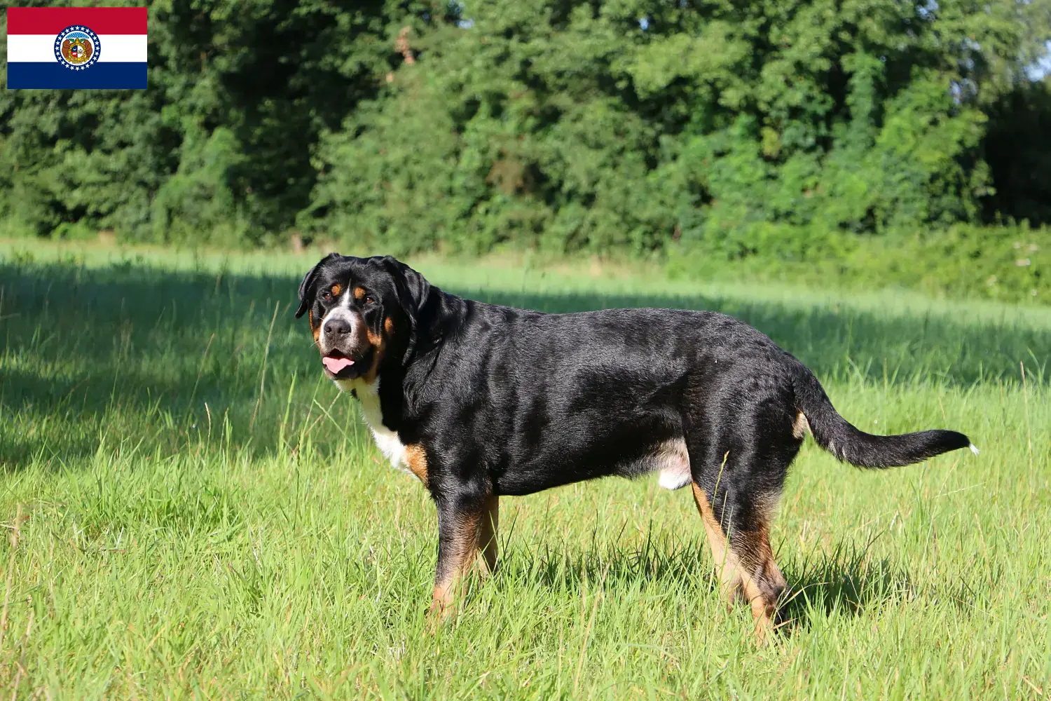 Greater Swiss Mountain Dog puppies and breeders Missouri Find Great Swiss Mountain Dog breeders in Missouri.