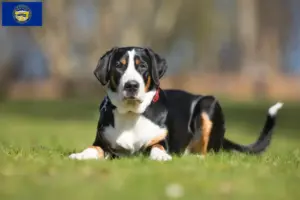 Read more about the article Great Swiss Mountain Dog Breeder and Puppies in Nebraska