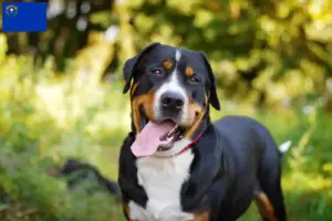Read more about the article Large Swiss Mountain Dog Breeder and Puppies in Nevada