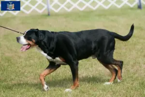Read more about the article Great Swiss Mountain Dog Breeder and Puppies in New York