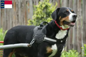 Read more about the article Great Swiss Mountain Dog Breeder and Puppies in North Carolina