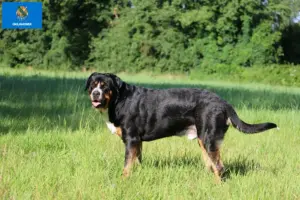 Read more about the article Great Swiss Mountain Dog Breeder and Puppies in Oklahoma
