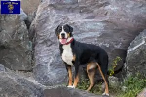 Read more about the article Great Swiss Mountain Dog Breeder and Puppies in Oregon