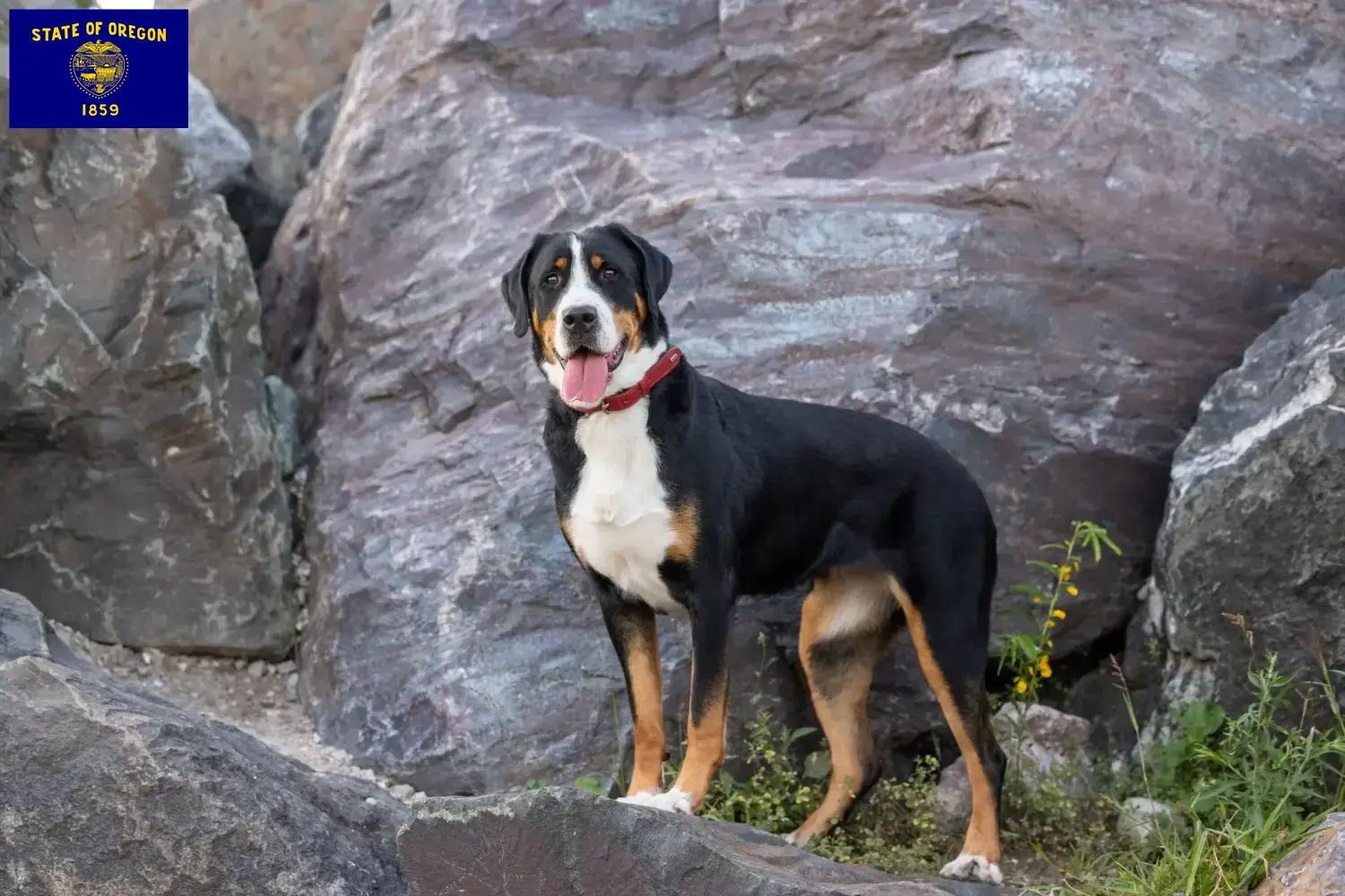 Greater Swiss Mountain Dog puppies and breeder Oregon Find Great Swiss Mountain Dog breeders in Oregon.