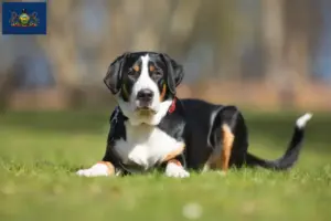 Read more about the article Large Swiss Mountain Dog Breeder and Puppies in Pennsylvania