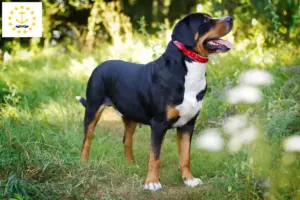 Read more about the article Large Swiss Mountain Dog Breeder and Puppies in Rhode Island
