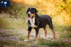 Read more about the article Large Swiss Mountain Dog Breeder and Puppies in South Carolina