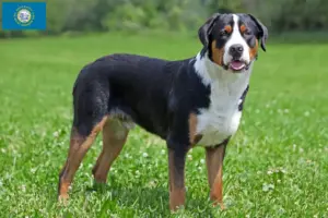 Read more about the article Large Swiss Mountain Dog Breeder and Puppies in South Dakota