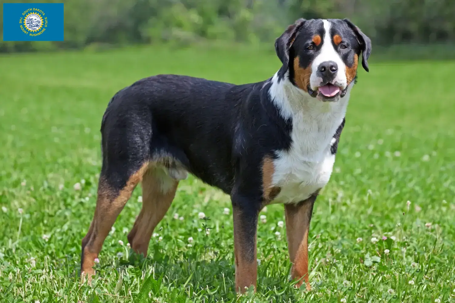 Large Swiss Mountain Dog Puppies and Breeder South Dakota Find Great Swiss Mountain Dog breeders in South Dakota.