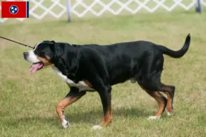 Read more about the article Large Swiss Mountain Dog Breeder and Puppies in Tennessee