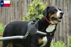 Read more about the article Large Swiss Mountain Dog Breeder and Puppies in Texas