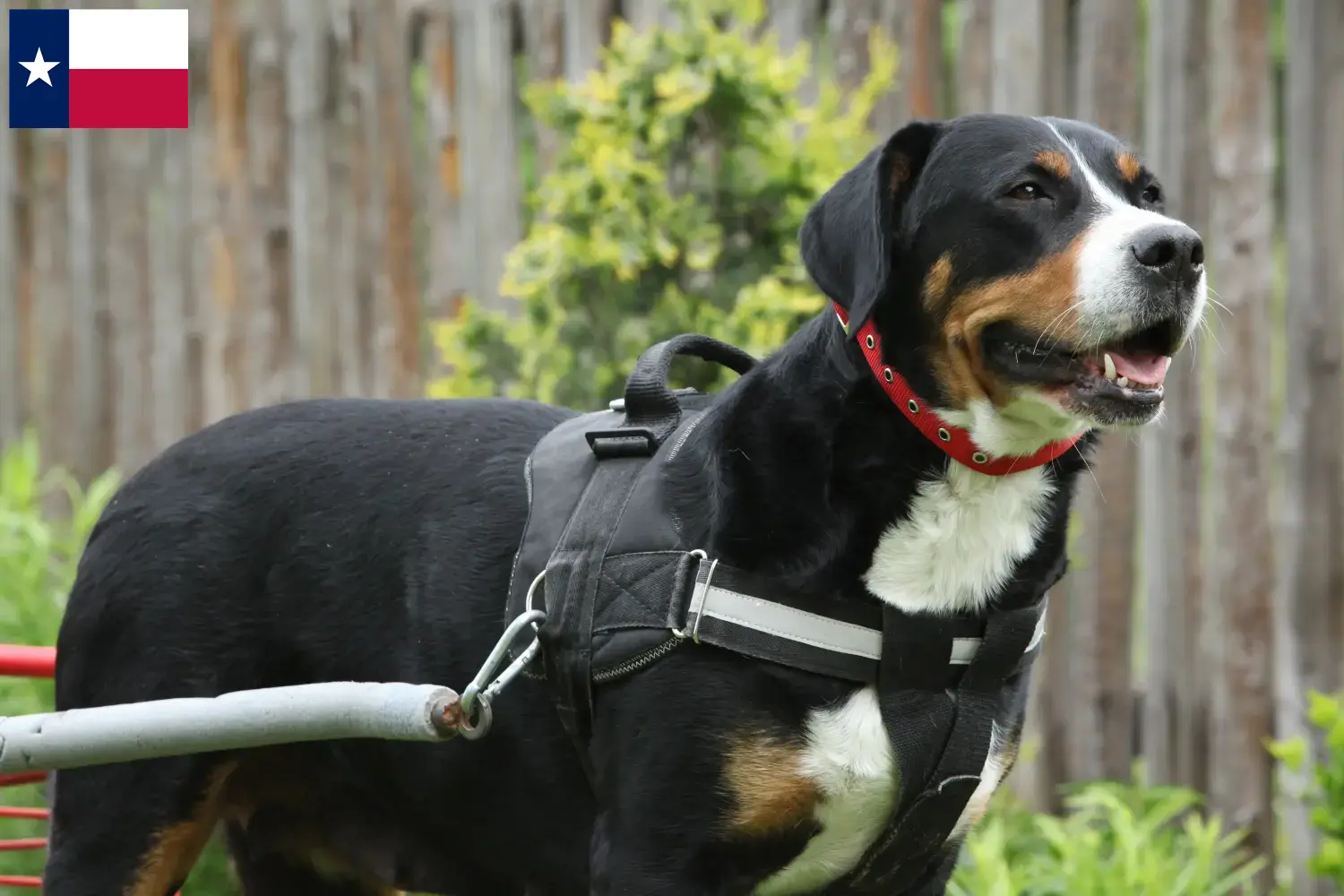 Large Swiss Mountain Dog Puppies and Breeder Texas Find Great Swiss Mountain Dog breeders in Texas.