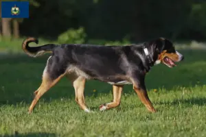Read more about the article Great Swiss Mountain Dog Breeder and Puppies in Vermont